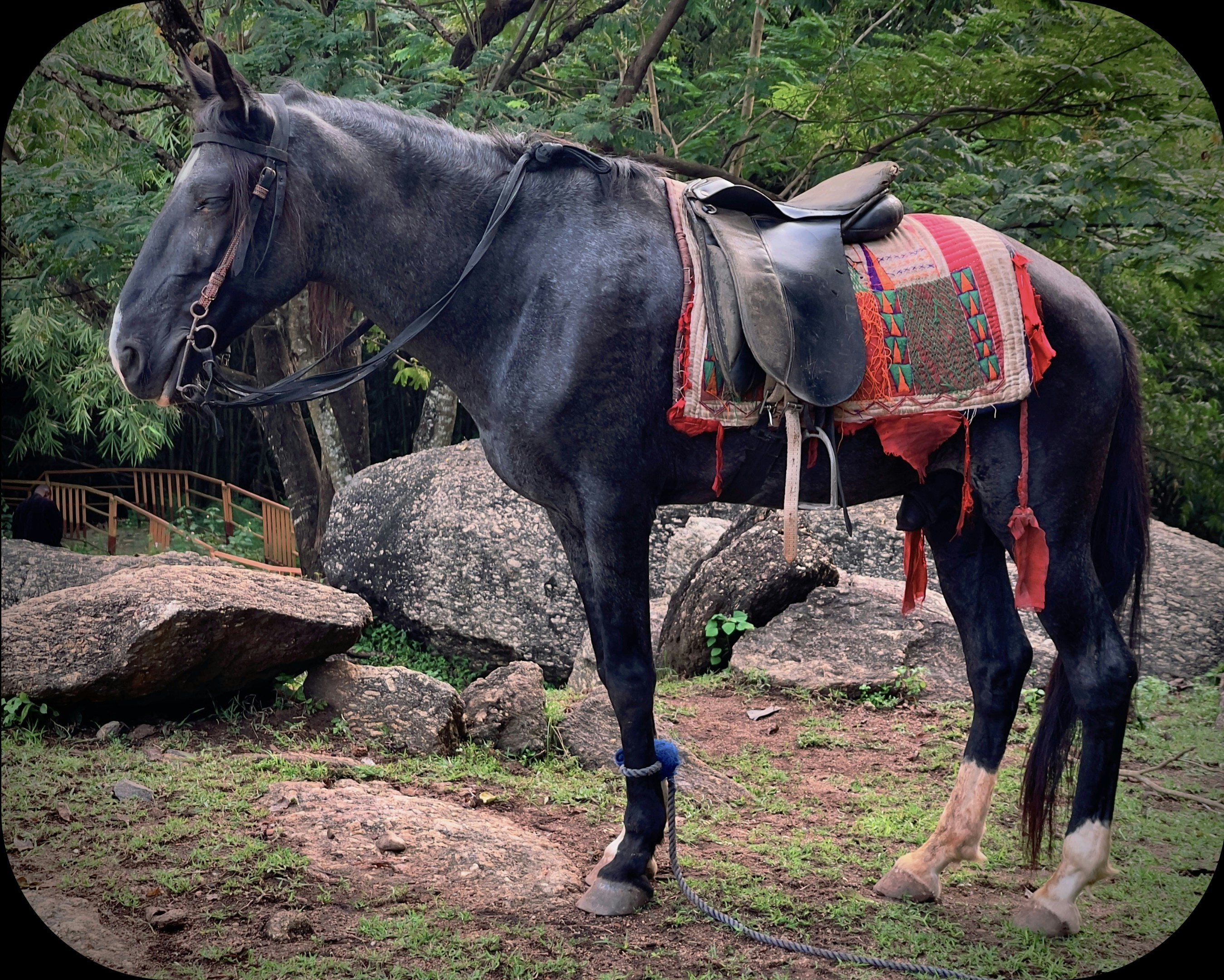 A horse with saddles photo Free Ogun Image on Unsplash