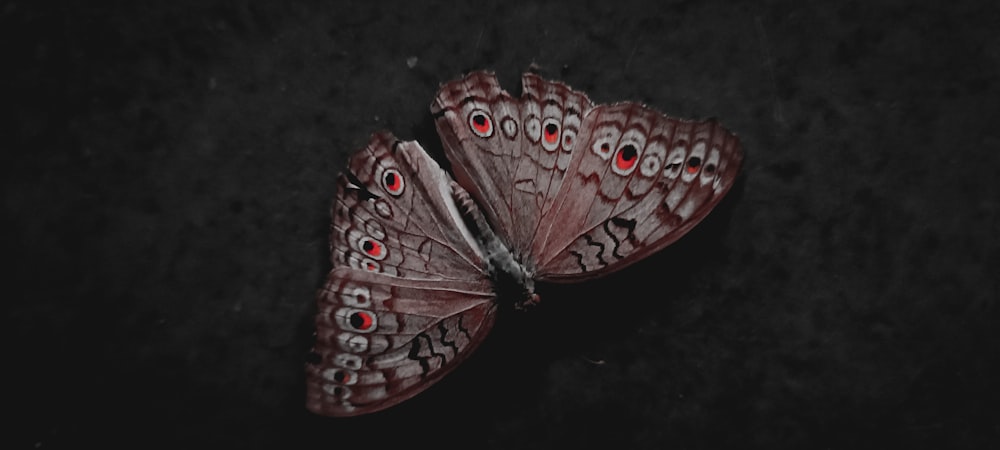 un papillon de nuit sur une surface noire