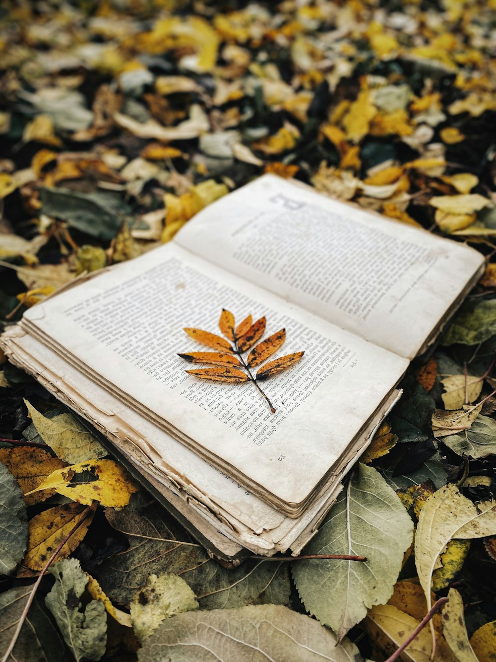 a book open on a pile of leaves