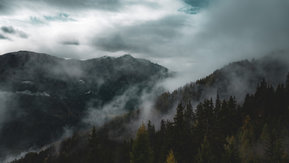 a forest of trees and fog