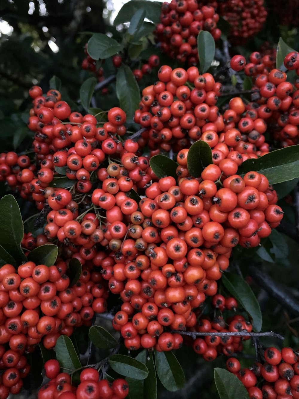 a bush with berries