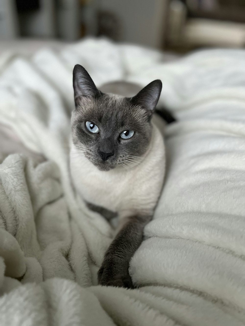 a cat lying on a bed