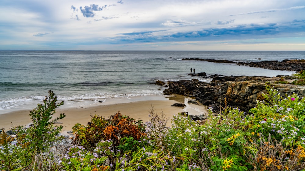 a beach with flowers and rocks