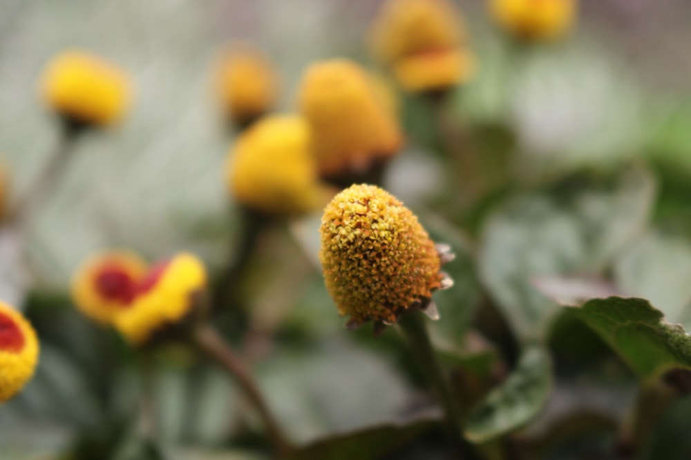 a close up of a yellow flower