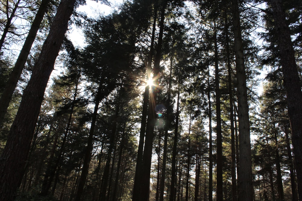 sun shining through the trees