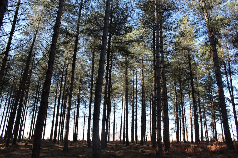 uma floresta de árvores altas