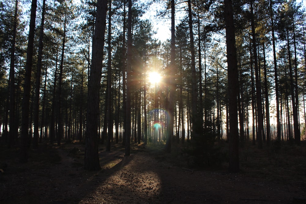 Le soleil brille à travers les arbres