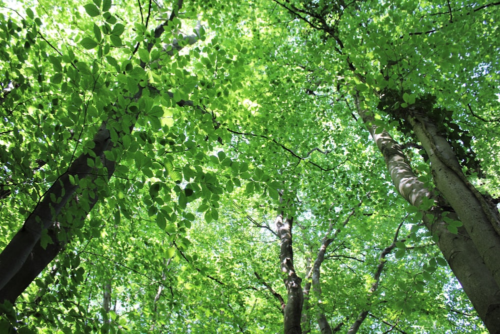 a group of trees with green leaves