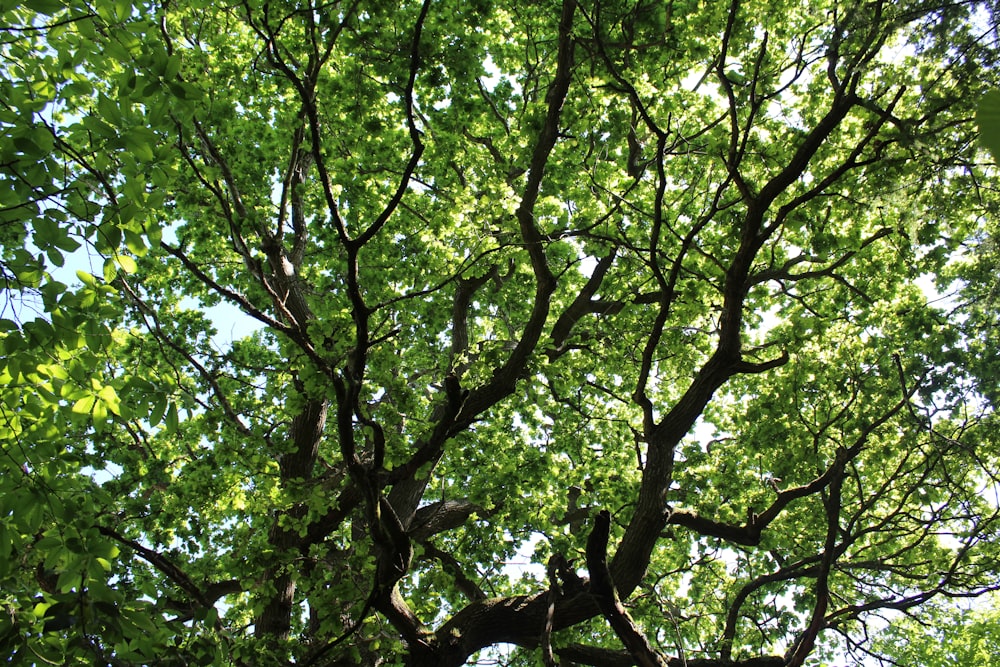 a tree with many branches