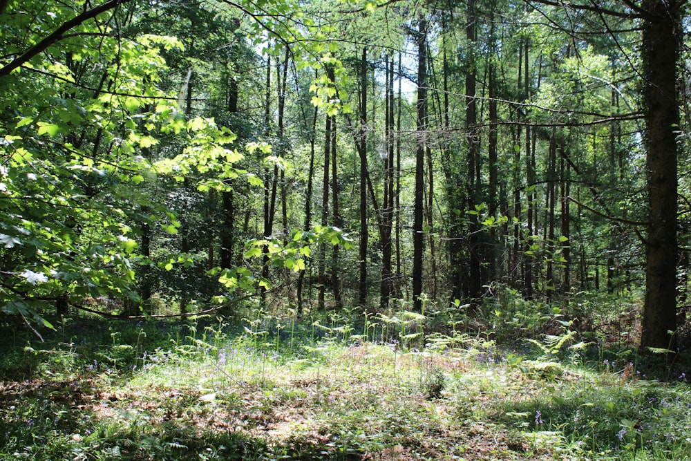 uma floresta com árvores