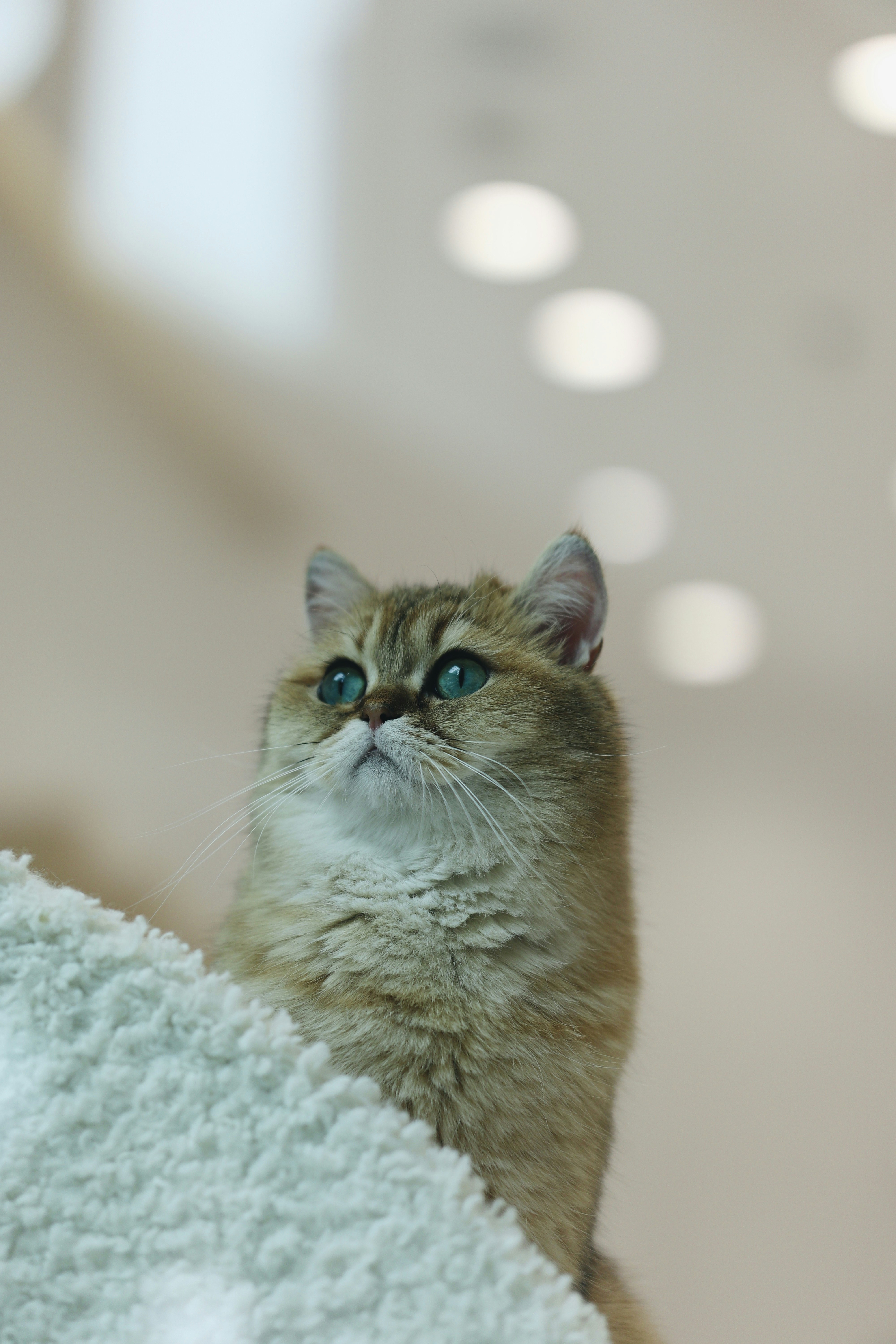 Met this handsome cute kitty in a pet shop, he is staring at something attractive🙂🙂🙂