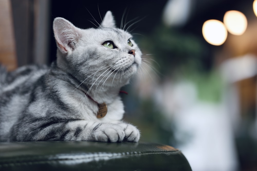 a cat lays on a chair