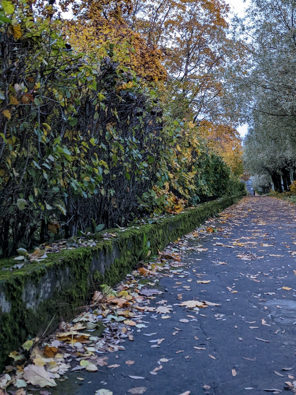 a path with trees on the side