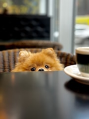 a small dog on a table