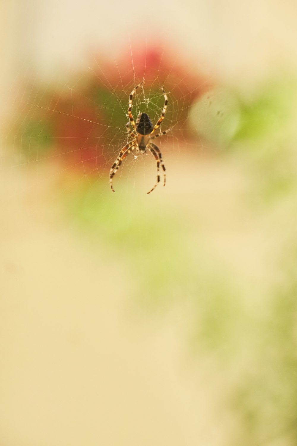 a spider on a web