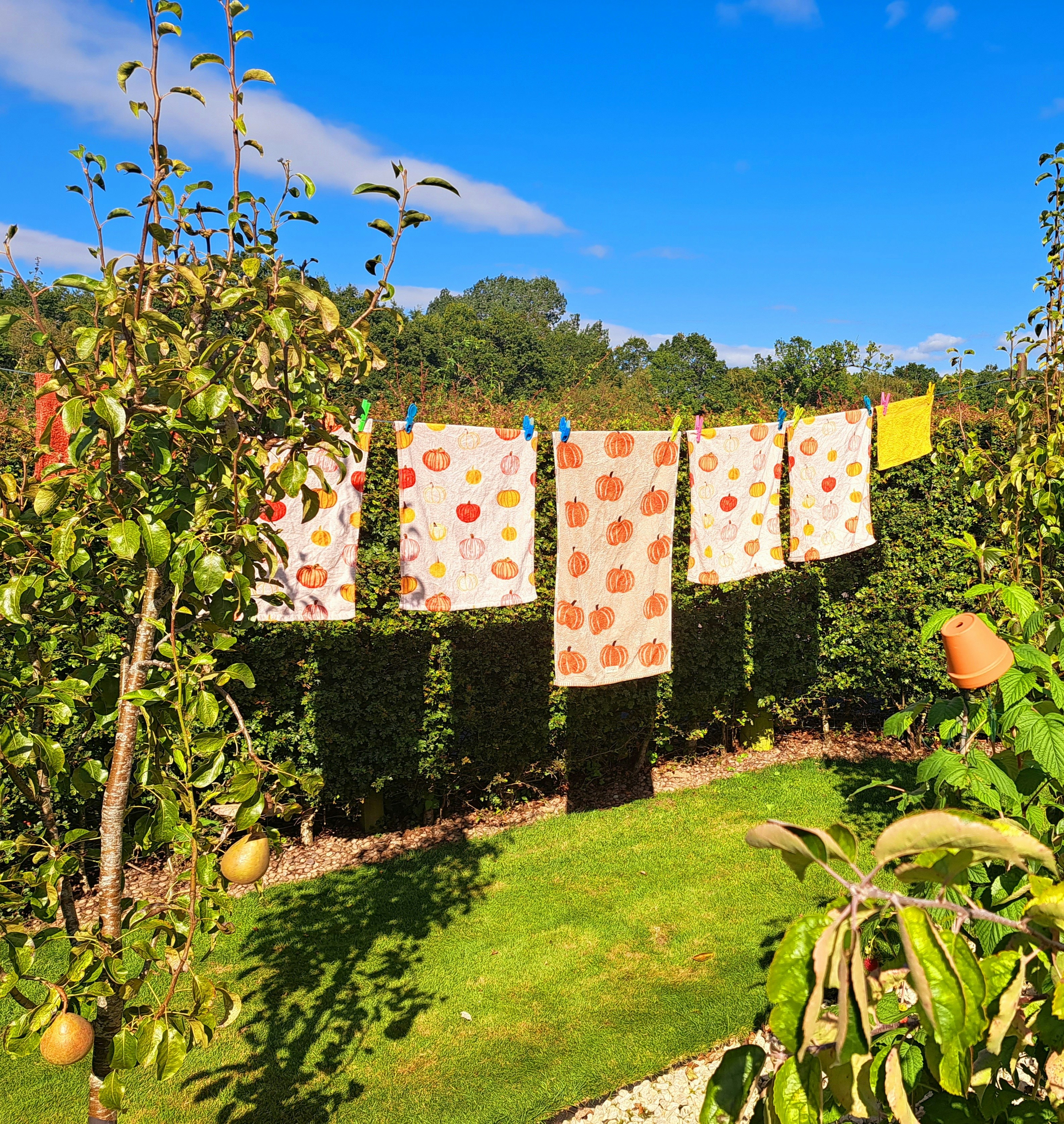 clothes on a line