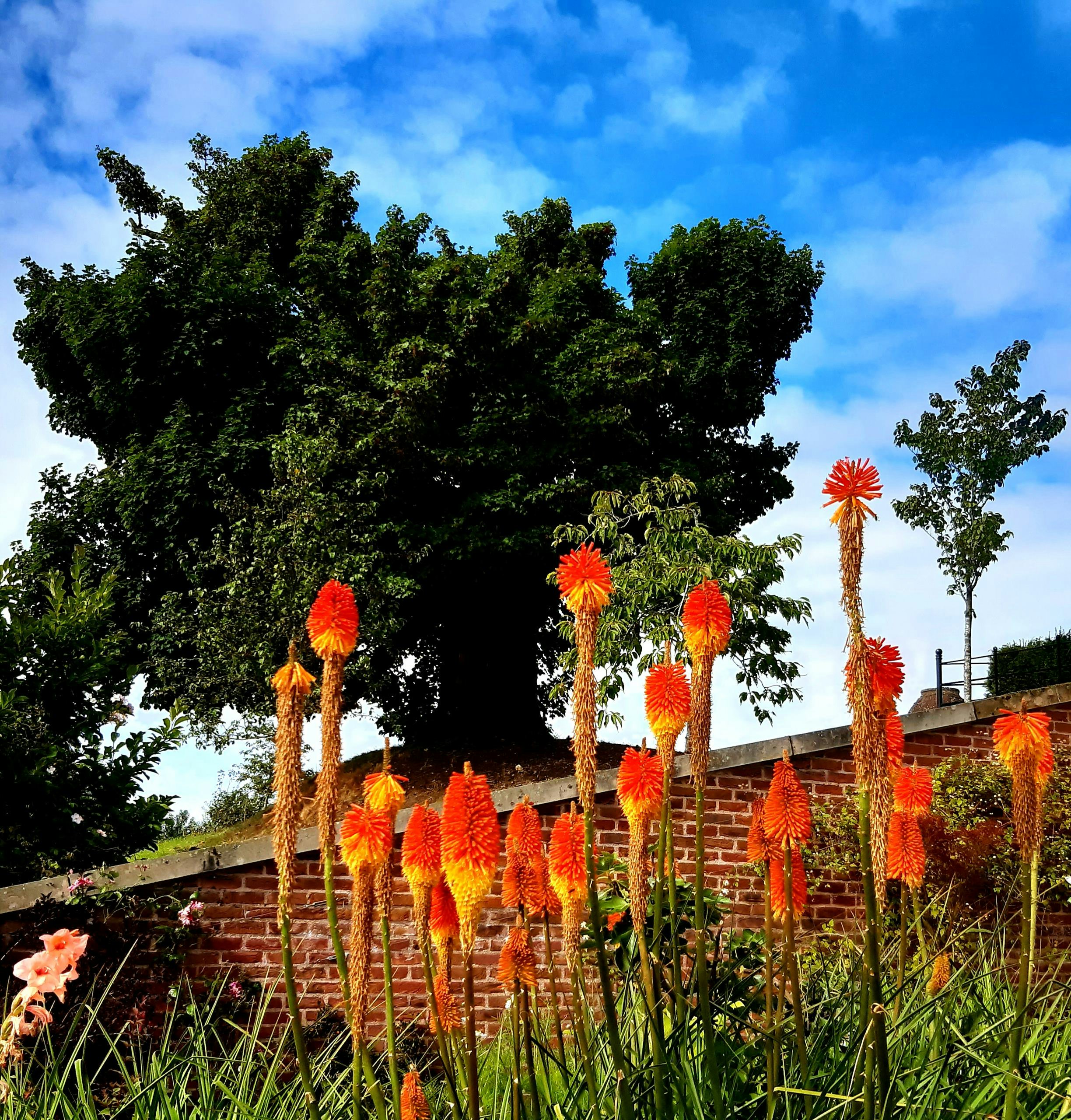 a group of trees with flowers