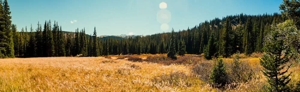 a field with trees and a moon in the sky