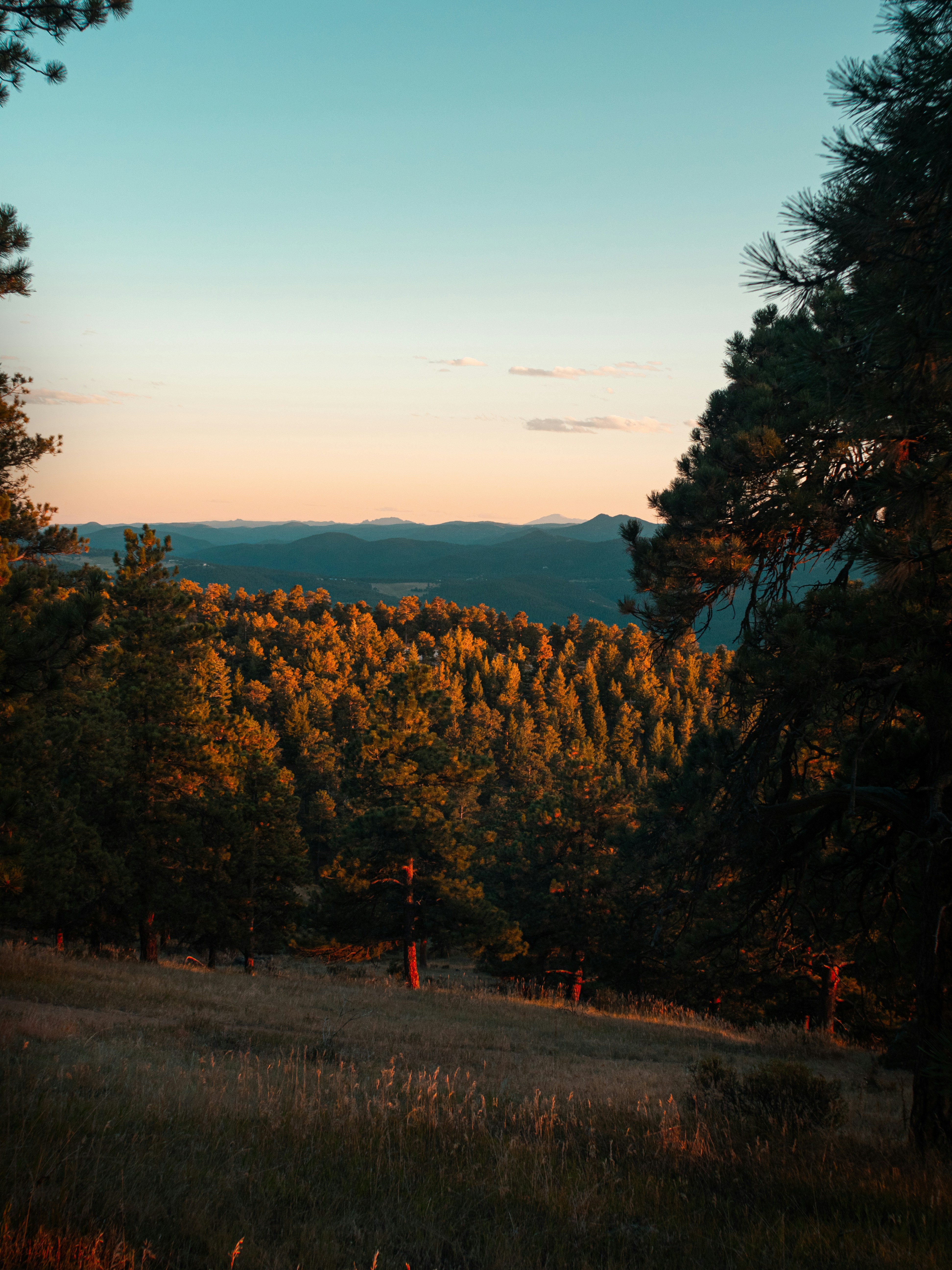 a road with trees on the side