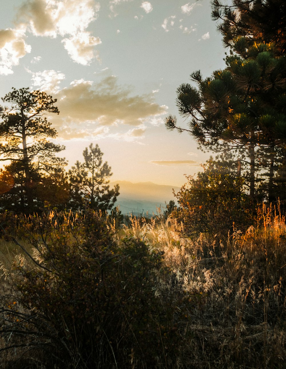 a view of the ocean from a forest