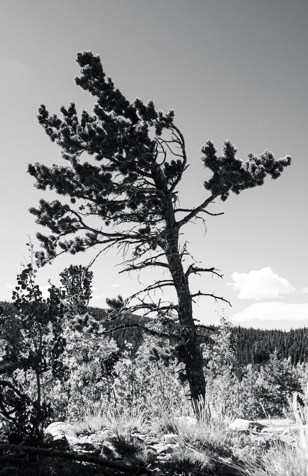 a tree in a field