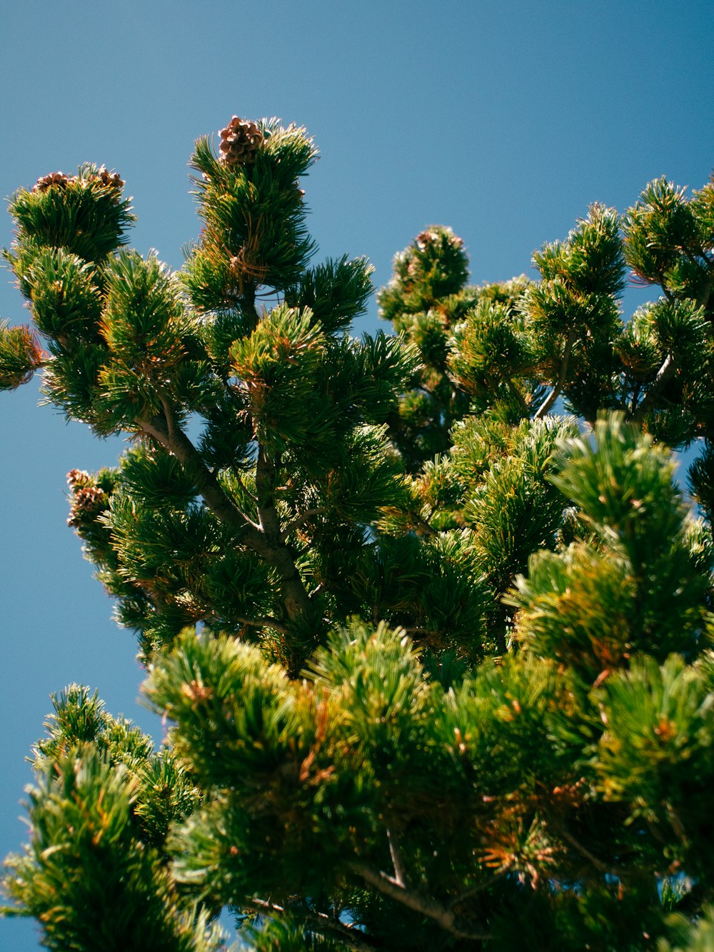 a group of trees with green leaves