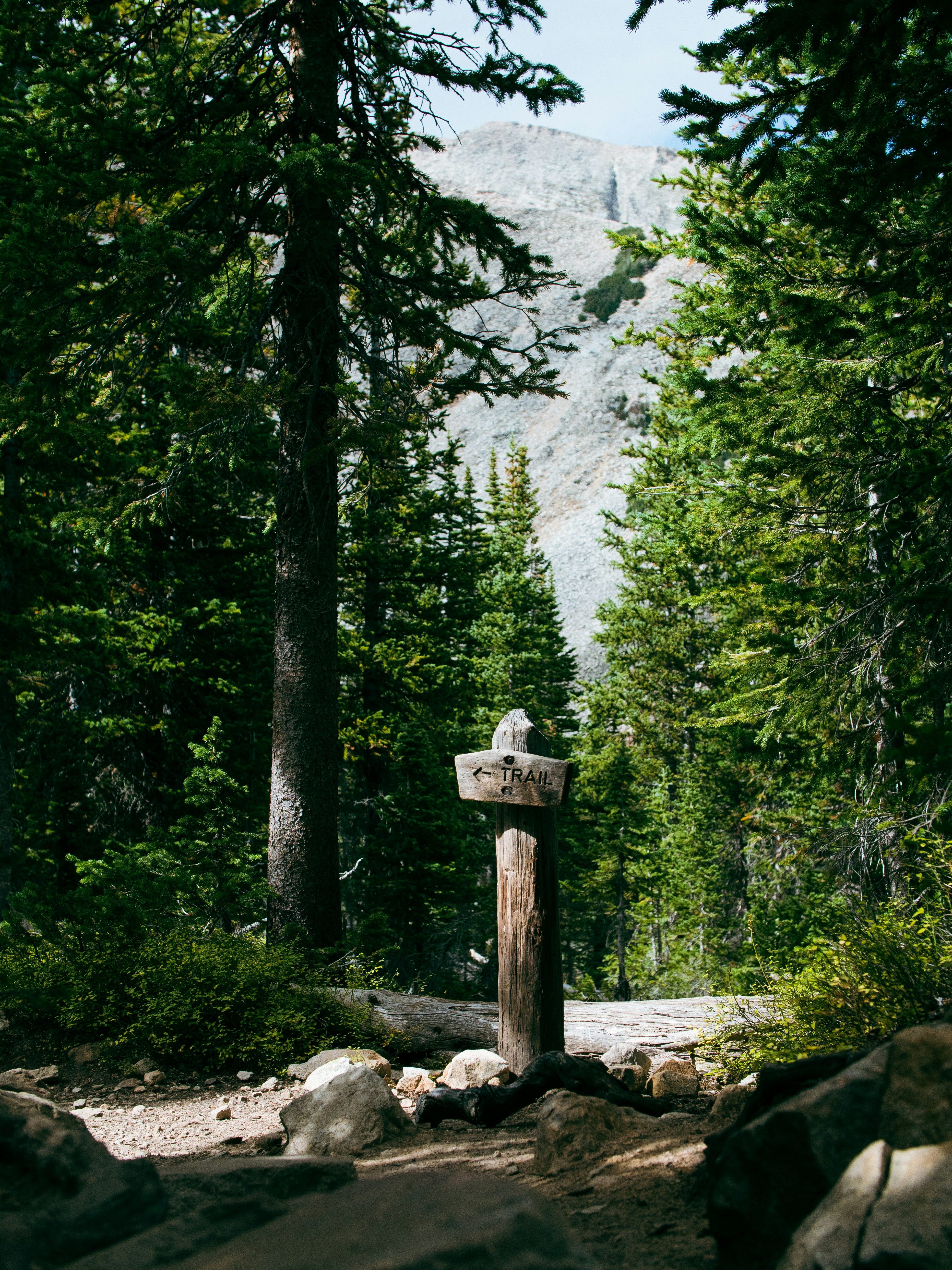 a wooden sign in a forest