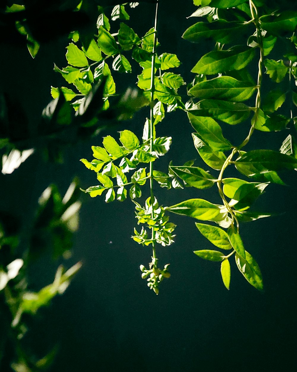 a close up of a plant