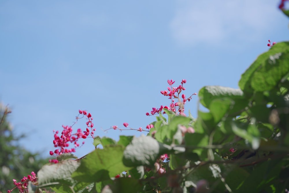 a close-up of some flowers