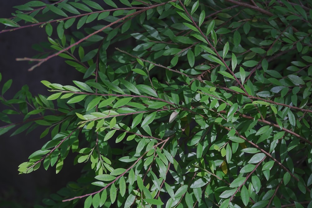 a close up of some leaves