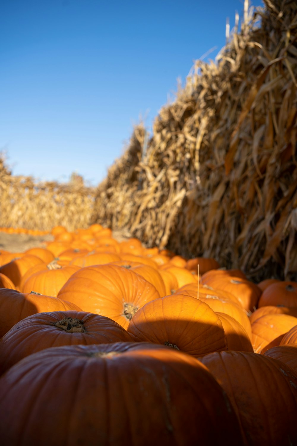 a close-up of some pumpkins