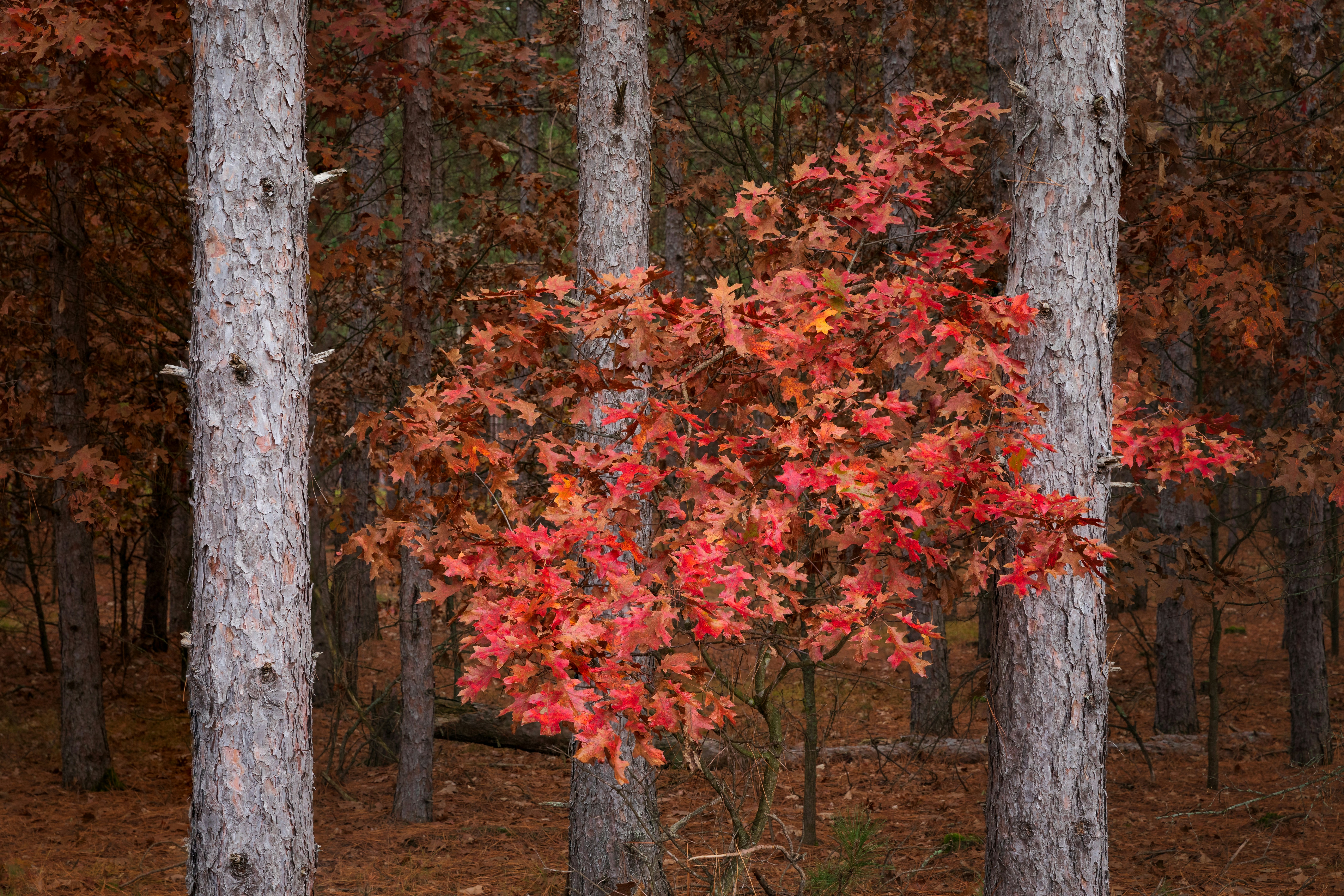 붉은 잎이있는 나무 사진 – Unsplash의 무료 배경화면 이미지, image size:3000x2000