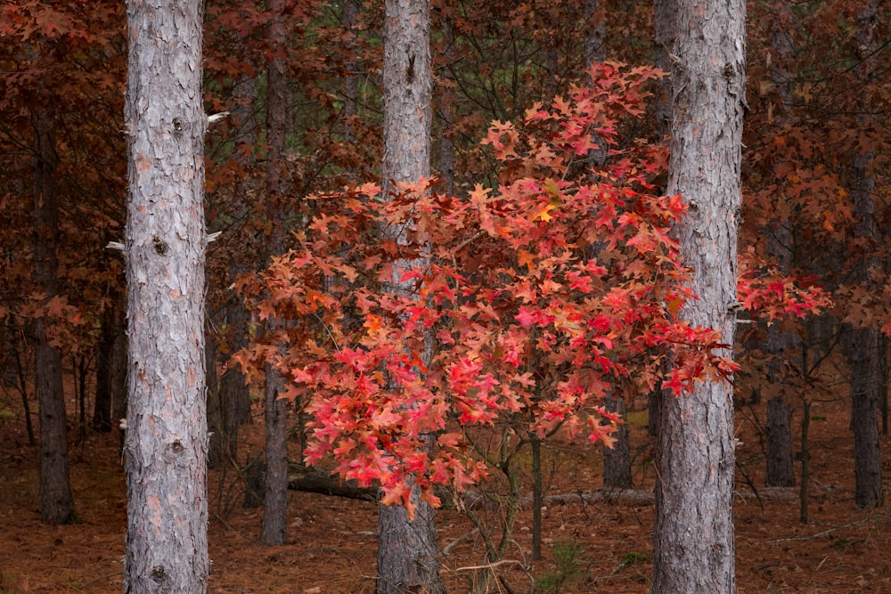 a tree with red leaves