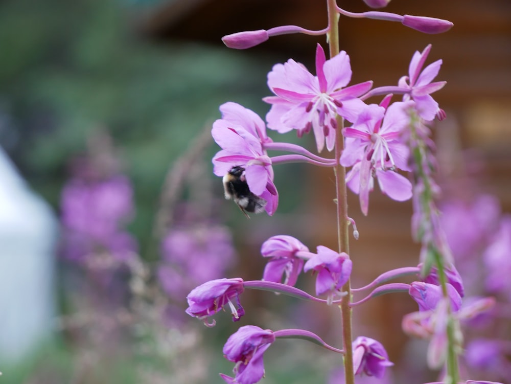 a bee on a flower