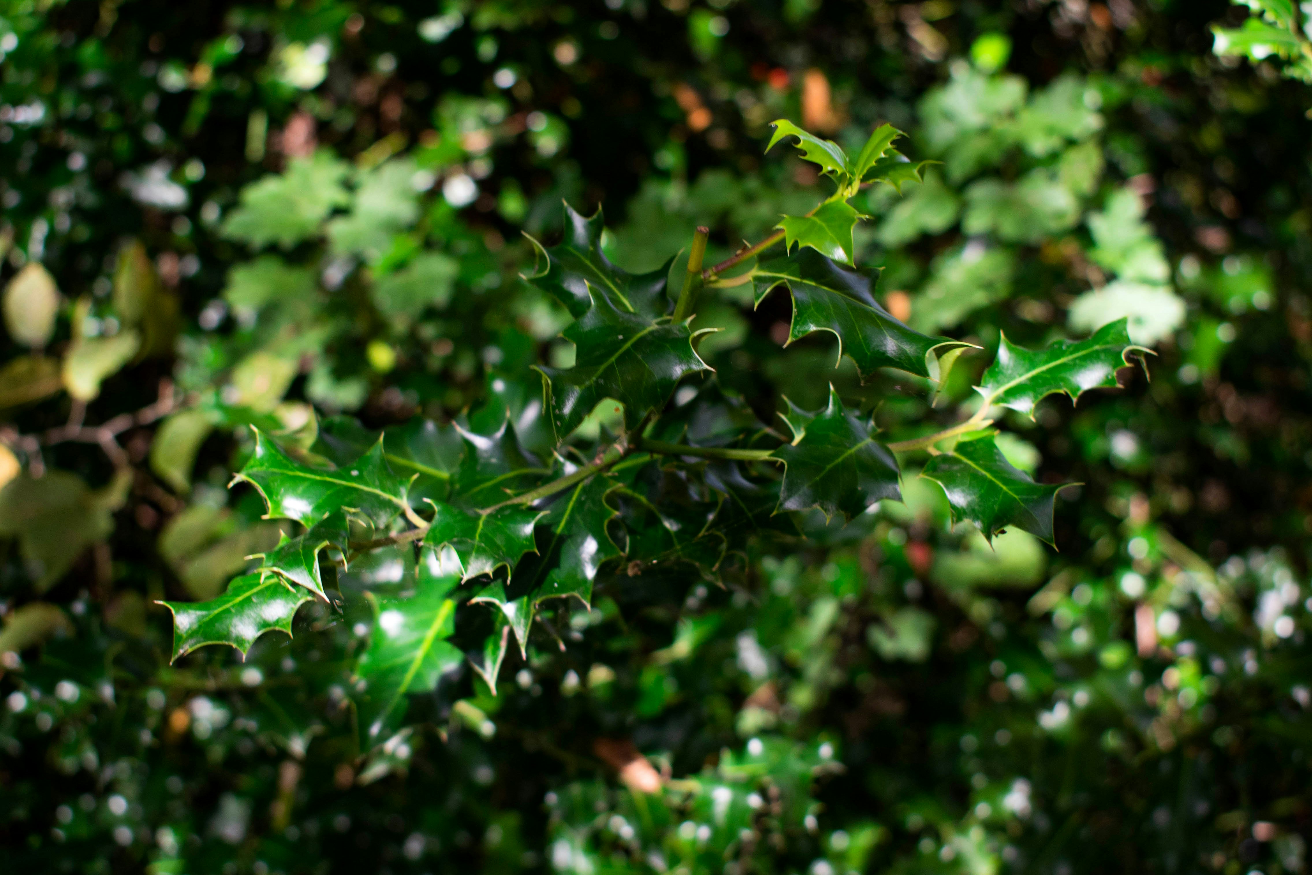 Photo by infinitecreations21