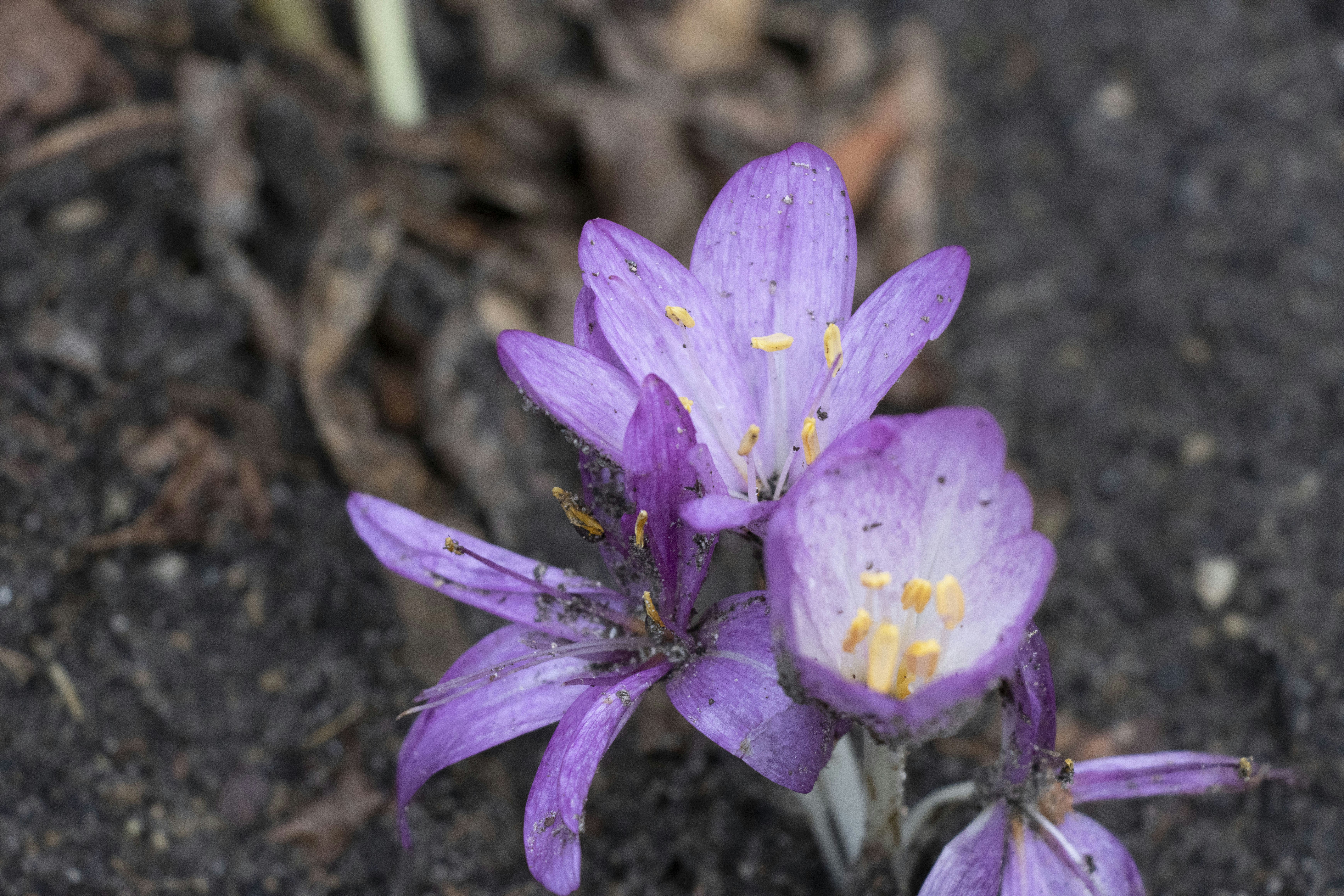 紫色の花のグループ