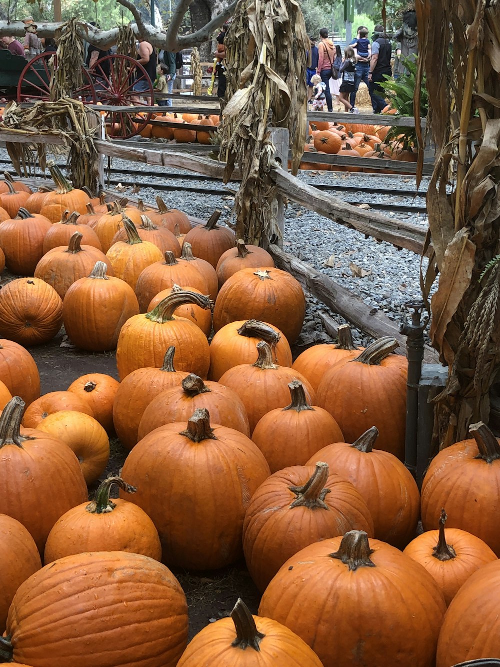 a group of pumpkins in a pile