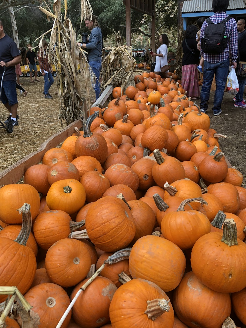a group of pumpkins on the ground