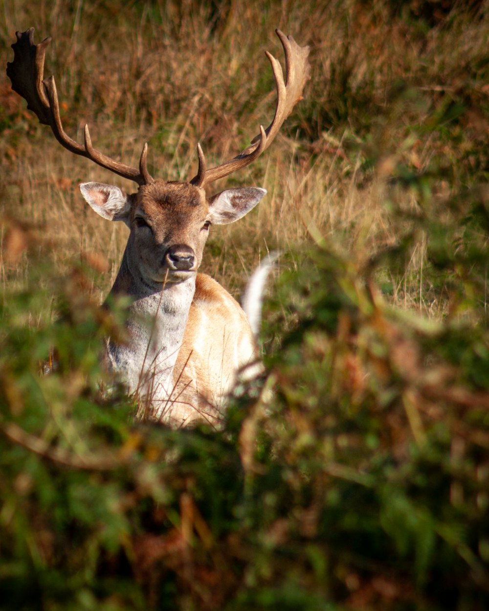 a deer with antlers in a grassy area