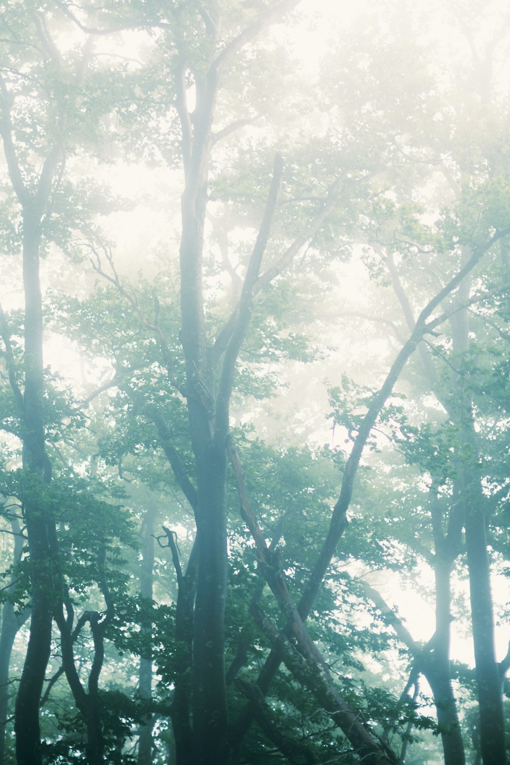 The sun setting through a dense forest.