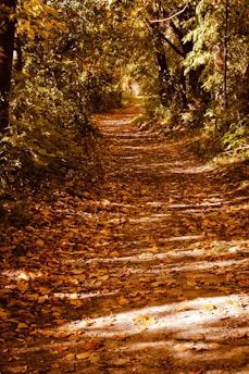 a path in the woods