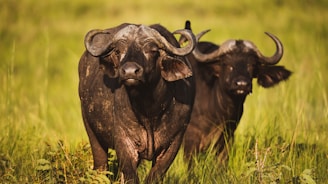 Two buffalo with large curved horns stand amidst tall green grass. The lighting highlights their dark hides, suggesting a natural setting, possibly in a savanna.
