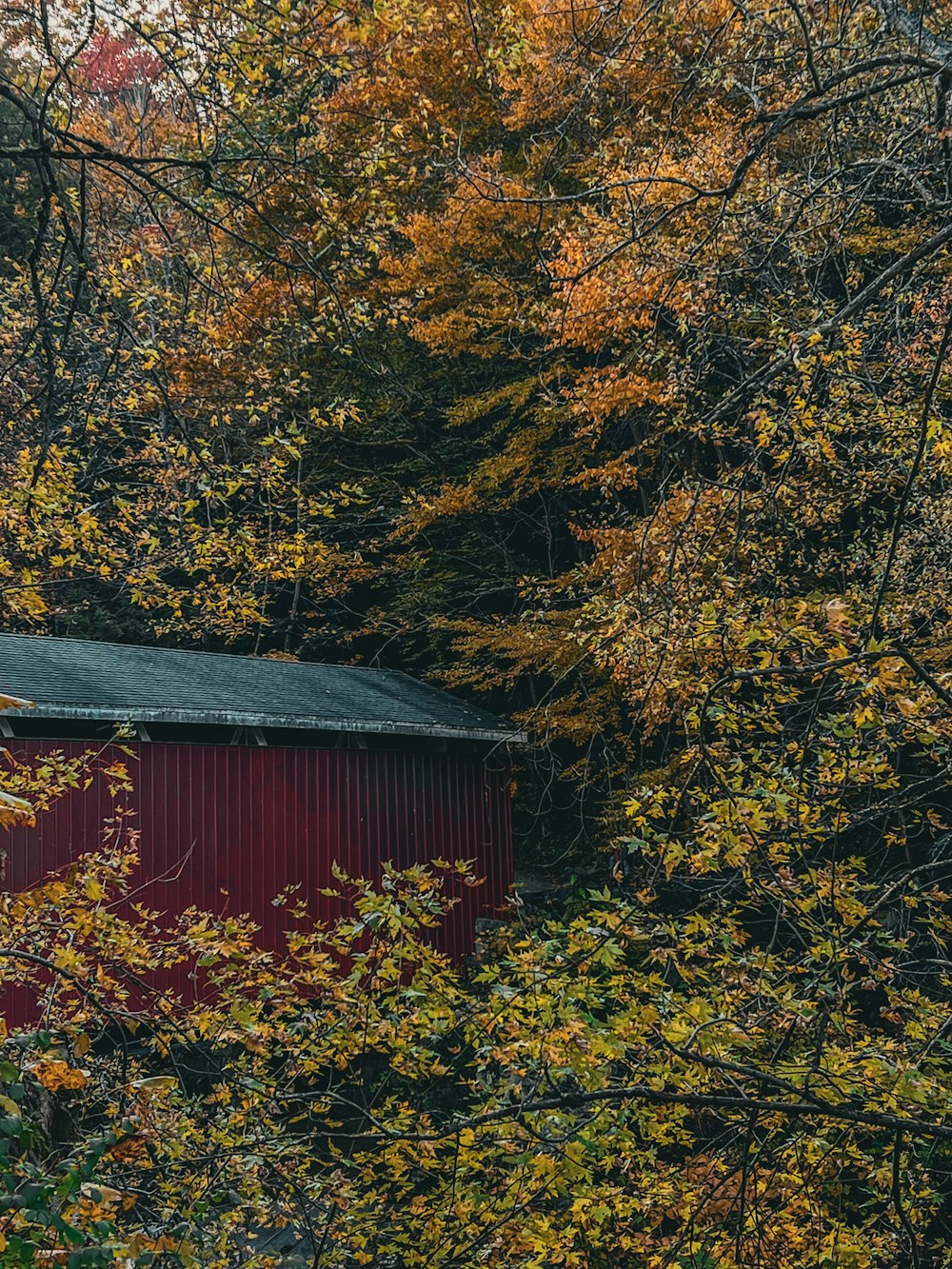 a barn in the woods