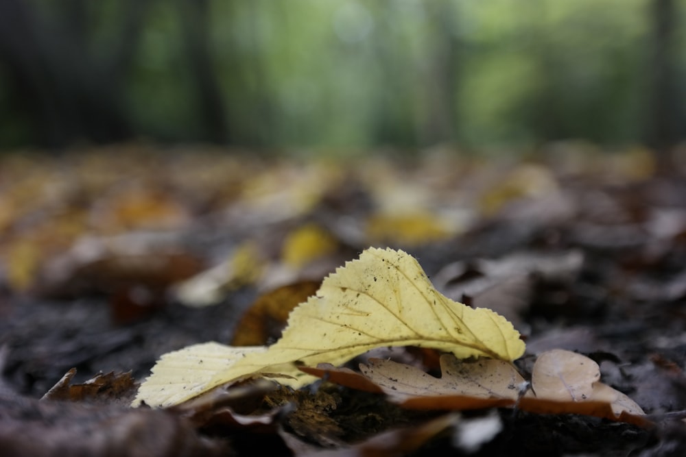 a close up of a yellow leaf