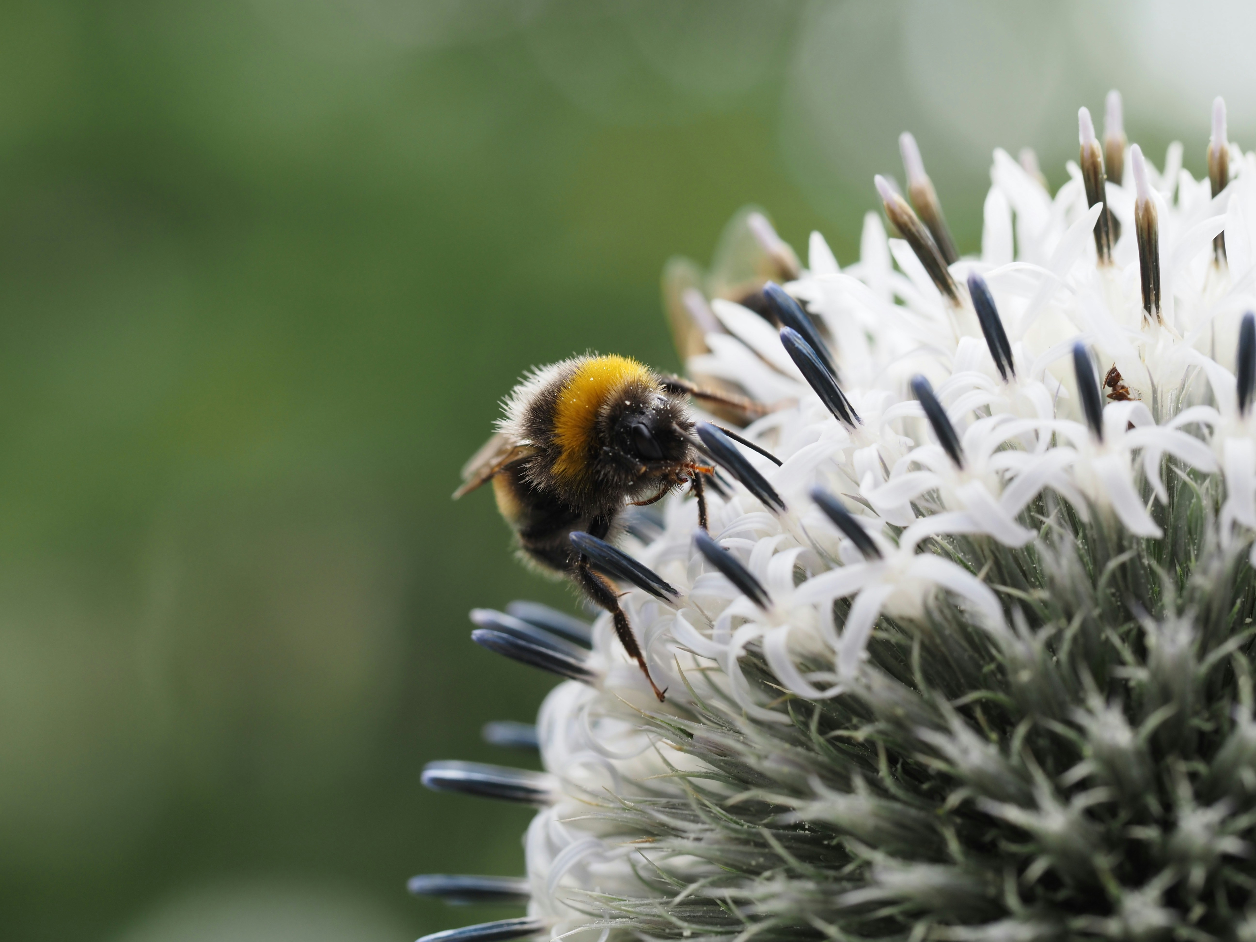 Photo by jackalope00