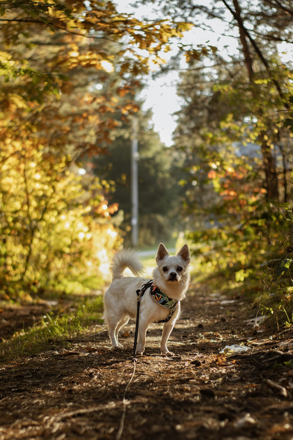 a dog on a leash walking on a path in the woods