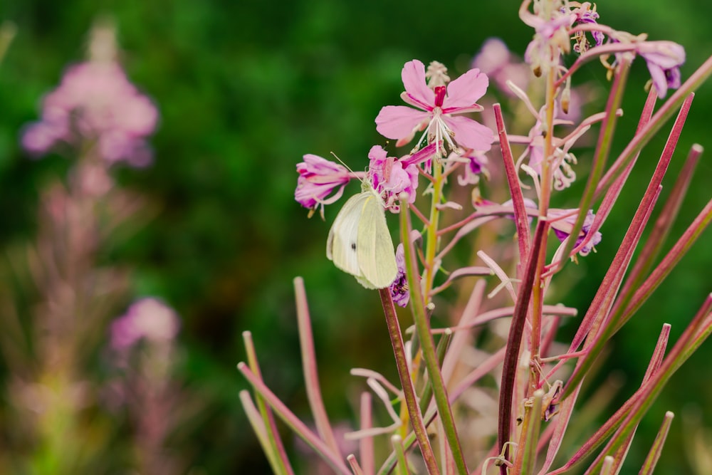 a close up of a flower