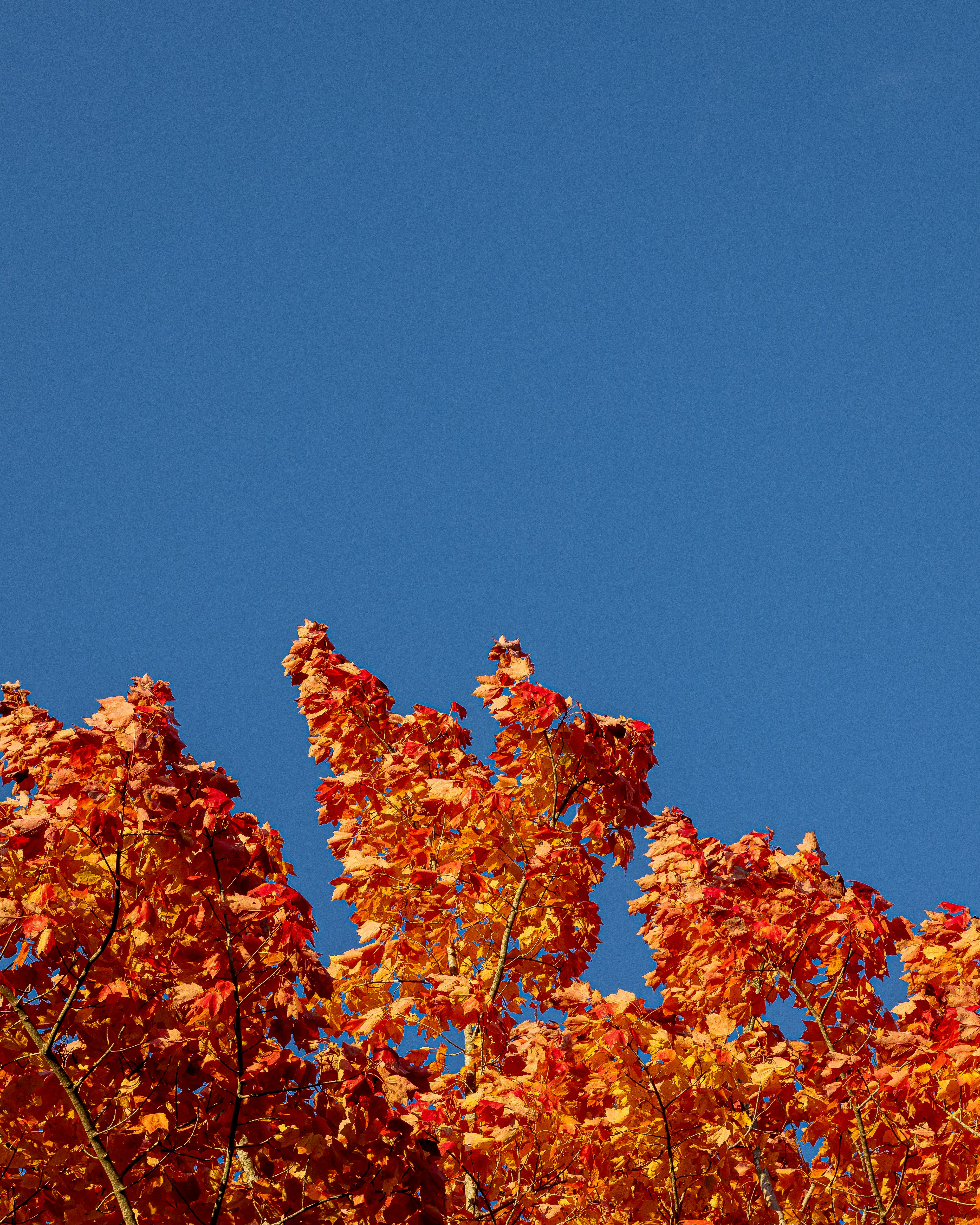 eine Gruppe von Bäumen mit orangefarbenen Blättern