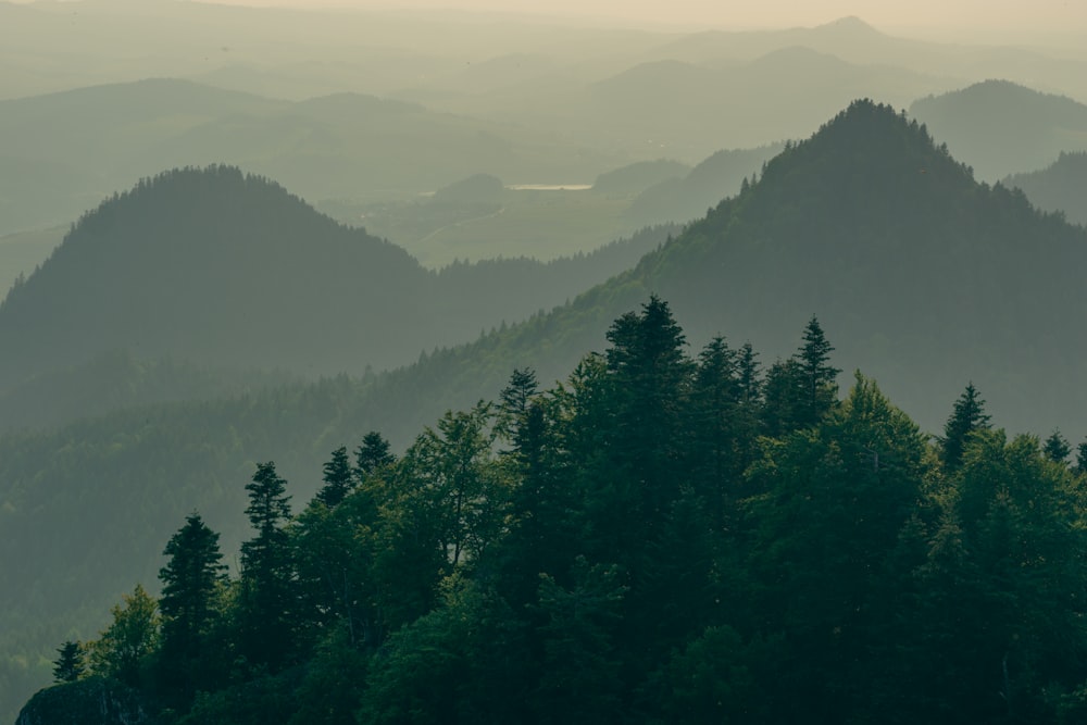 a forest of trees