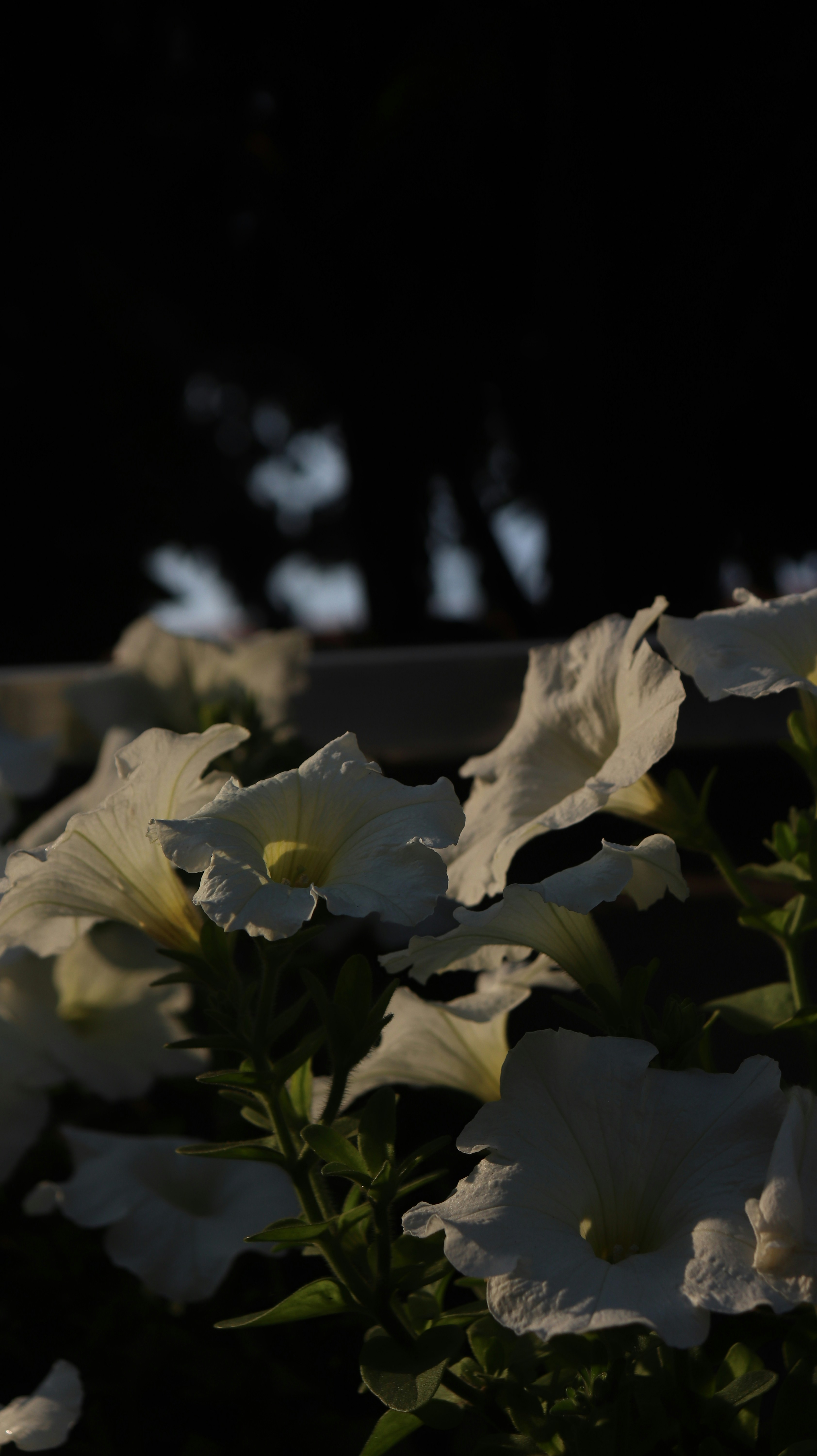 A close up of white flowers photo – Free Flower Image on Unsplash